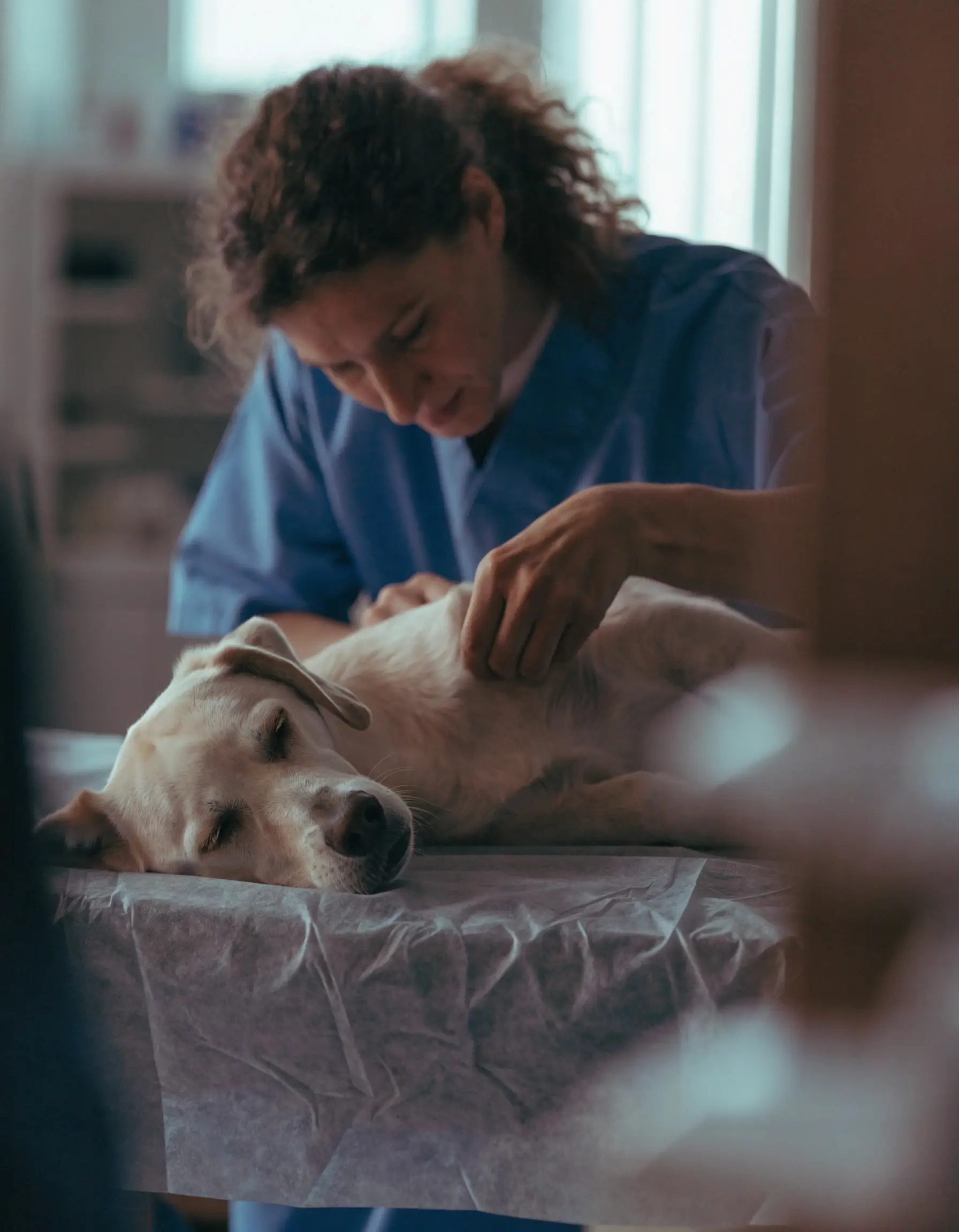 Veterinario revisando la piel de un perro por alergia