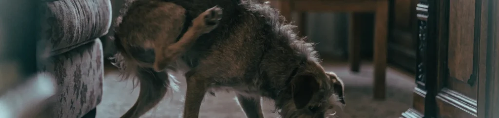 Perro rascándose mucho por picor en la piel